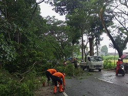 Dua Mobil Tertimpa Batang Pohon Trembesi Imbas Angin Kencang di Malang