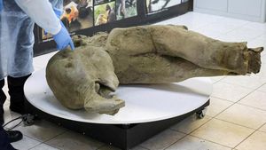 Bayi Mammoth Berusia 50.000 Tahun Ditemukan Hampir Utuh di Siberia