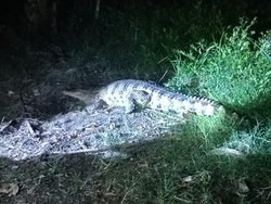 Buaya 3 Meter Teror Permukiman Warga di Lempong Wajo, Damkar Evakuasi