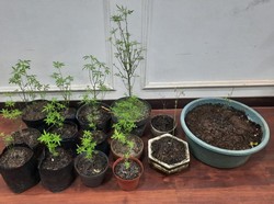 Pria Malang Ditangkap karena Tanam Ganja di Pekarangan Rumah