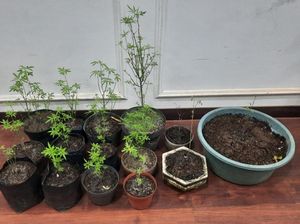 Pria Malang Ditangkap Satreskoba Ngaku 4 Bulan Tanam Ganja di Rumah Pria Malang Ditangkap Satreskoba Ngaku 4 Bulan Tanam Ganja di Rumah