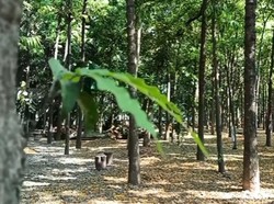 Wisata Edukasi Hutan Kota Kraksaan Probolinggo, Ada Apa Saja?