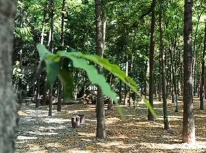 Wisata Edukasi Hutan Kota Kraksaan Probolinggo, Ada Apa Saja? Wisata Edukasi Hutan Kota Kraksaan Probolinggo, Ada Apa Saja?