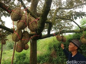 Berburu Durian Langsung dari Pohonnya di Sampok Pati Saat Libur Nataru