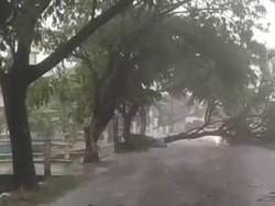 Hujan-Angin Sapu Rembang, Pohon-Tiang Listrik Bertumbangan