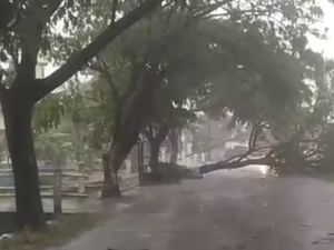 Hujan-Angin Sapu Rembang, Pohon-Tiang Listrik Bertumbangan Hujan-Angin Sapu Rembang, Pohon-Tiang Listrik Bertumbangan