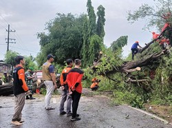 Pohon Asam Besar Tumbang Depan Mako Brimob Pamekasan, Arus Dialihkan