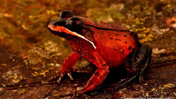 Potret Temuan Spesies Baru di Hutan Amazon