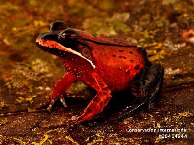 Potret Temuan Spesies Baru di Hutan Amazon