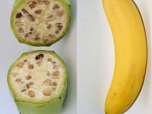 Unik! 10 Tampilan Pisang hingga Jagung Sebelum dan Sesudah Evolusi Unik! 10 Tampilan Pisang hingga Jagung Sebelum dan Sesudah Evolusi