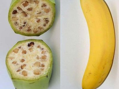 Unik! 10 Tampilan Pisang hingga Jagung Sebelum dan Sesudah Evolusi
