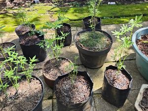 7 Fakta Lansia Nekat Tanam Ganja di Rumahnya Malang 7 Fakta Lansia Nekat Tanam Ganja di Rumahnya Malang