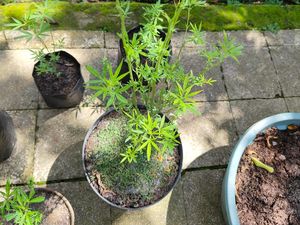 Arji Belajar dari Internet Cara Tanam Ganja di Pekarangan Rumah