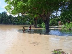 600 Ha Lahan Pertanian di Fahiluka Malaka Terancam Gagal Panen Akibat Banjir