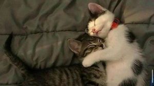 Mana Tahan Kalau Lihat Deretan Foto Kucing Ini, Gemesin Banget