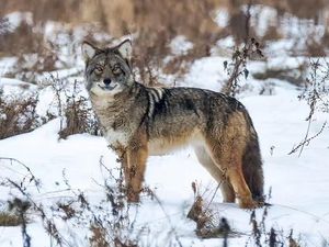 Mengenal Coywolf, Hewan Campuran Anjing-Serigala-Coyote Mengenal Coywolf, Hewan Campuran Anjing-Serigala-Coyote
