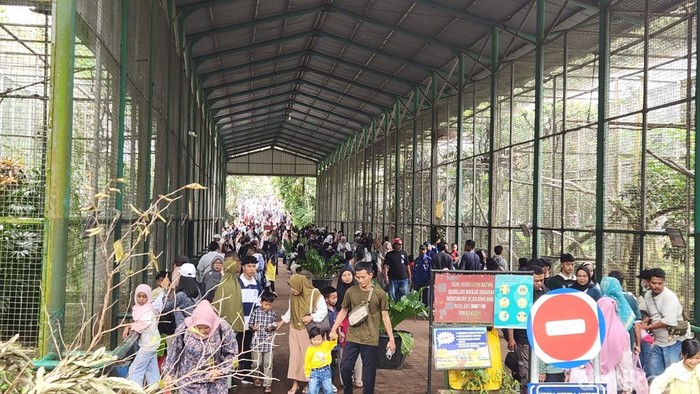 Taman Margasatwa (TM) Ragunan masih menjadi tujuan destinasi piknik di momen libur Natal 2024 dan tahun gres 2025 kali ini. Taman Margasatwa (TM) Ragunan masih menjadi tujuan destinasi piknik di momen libur Natal 2024 dan tahun gres 2025 kali ini.