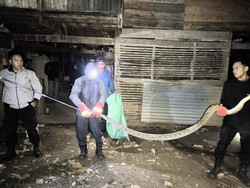 Ular Sanca 3 Meter Nyaris Mangsa Ternak Warga di Soppeng, Damkar Evakuasi