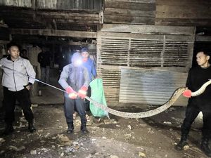 Ular Sanca 3 Meter Nyaris Mangsa Ternak Warga di Soppeng, Damkar Evakuasi Ular Sanca 3 Meter Nyaris Mangsa Ternak Warga di Soppeng, Damkar Evakuasi