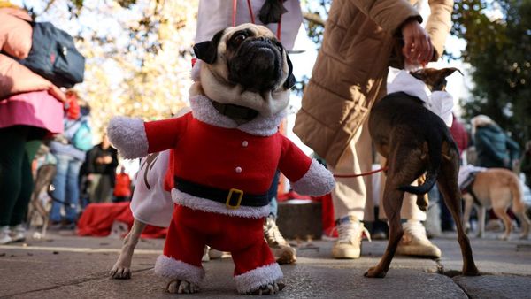 Jalan Santai Anjing Dukung Penampungan Hewan yang Kebanjiran di Valencia