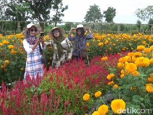 Asyiknya Wisata Petik Sayur dengan Pemandangan Ribuan Bunga Marigold Asyiknya Wisata Petik Sayur dengan Pemandangan Ribuan Bunga Marigold