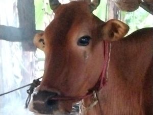 Pemkab Sumenep Siagakan 39 Petugas Tangani Penyakit Ratusan Sapi Pemkab Sumenep Siagakan 39 Petugas Tangani Penyakit Ratusan Sapi