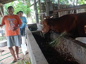 Wabah PMK Kembali Serang Magetan, 30 Ekor Sapi Milik Warga Mati Wabah PMK Kembali Serang Magetan, 30 Ekor Sapi Milik Warga Mati