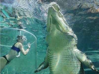 Jika Mengidap Megalophobia Jangan Lihat Foto Ini, Jangan Ya Dek