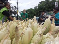 Cuan Manis Pedagang Jagung di Tasikmalaya Jelang Malam Tahun Baru