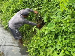 Bayi Baru Lahir Dibuang di Semak-semak Sawah Desa Jelbuk Jember