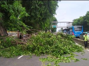 Pohon Tumbang Tutup Jalan di Jakpus, Lalin Dialihkan ke Jalur Transjakarta Pohon Tumbang Tutup Jalan di Jakpus, Lalin Dialihkan ke Jalur Transjakarta
