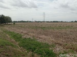 Musim Tanam di Indramayu Molor Akibat Suplai Air Terhambat Musim Tanam di Indramayu Molor Akibat Suplai Air Terhambat