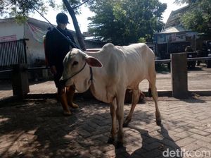 99 Sapi Potong di Pasuruan Terpapar PMK Sepanjang Desember 99 Sapi Potong di Pasuruan Terpapar PMK Sepanjang Desember