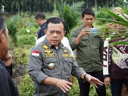 Dukung Ketahanan Pangan, Pemprov Jambi Optimalkan Budidaya Padi Gogo