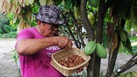 Harga Kakao di Dumai Naik