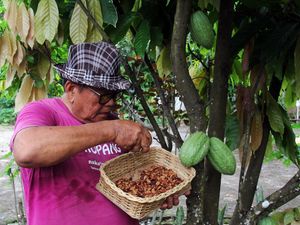 Harga Kakao di Dumai Naik Harga Kakao di Dumai Naik