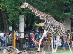 Musim Hujan, KBS Siapkan Tempat Berteduh dan Layanan Jemput Pengunjung Musim Hujan, KBS Siapkan Tempat Berteduh dan Layanan Jemput Pengunjung