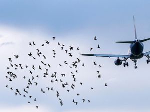 Video: Mengulik Bird Strike, Diduga Jadi Penyebab Jatuhnya Jeju Air Video: Mengulik Bird Strike, Diduga Jadi Penyebab Jatuhnya Jeju Air