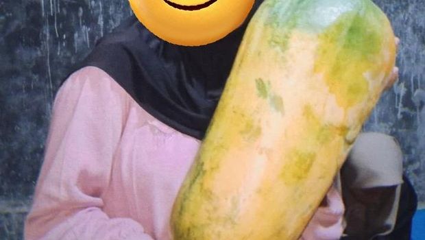 Netizen Panen Buah Raksasa dari Alpukat hingga Pepaya, Ini Tampilannya