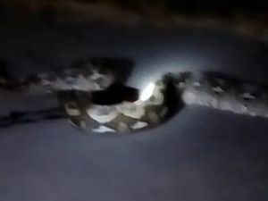 Ular Sanca 8 Meter Mati Ditebas Warga Usai Kagetkan Pasutri di Polman Ular Sanca 8 Meter Mati Ditebas Warga Usai Kagetkan Pasutri di Polman