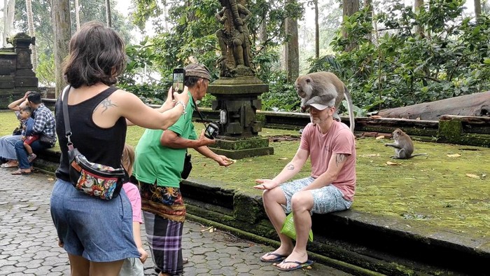 Wisatawan foto bareng simpanse di Objek Wisata Sangeh, Badung, Rabu (1/1/2024). (Agus Eka/detikBali) Wisatawan foto bareng simpanse di Objek Wisata Sangeh, Badung, Rabu (1/1/2024). (Agus Eka/detikBali)