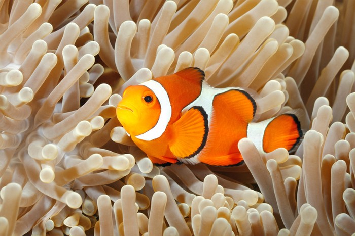 3 Dongeng Ikan Nemo yang Menarik untuk Dibacakan ke Anak Sebelum Tidur