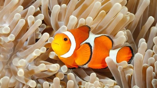 3 Dongeng Ikan Nemo yang Menarik untuk Dibacakan ke Anak Sebelum Tidur