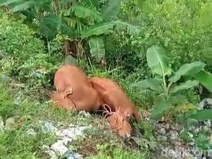 Viral 2 Bangkai Sapi Dibuang di Pinggir Jalan, Ini Kata DKPP Sumenep Viral 2 Bangkai Sapi Dibuang di Pinggir Jalan, Ini Kata DKPP Sumenep