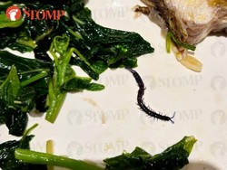 Beli Nasi Ayam Murah, Pembeli Ini Kaget Ada Kelabang Mati di Dalamnya