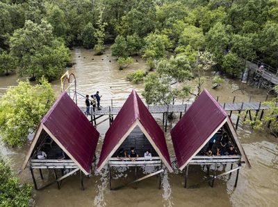 Geliat Wisata Hutan Bakau di Jambi