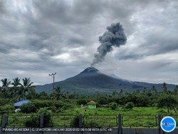 Flores Timur Tetapkan Status Transisi Darurat Erupsi Gunung Lewotobi Setahun