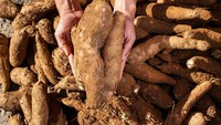 Tak Cuma Tebu, Singkong-Jagung Bisa Jadi Etanol buat Campuran Bensin