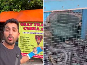 Influencer India Ini Kaget Ada Warung Sate Ular Kobra di Indonesia Influencer India Ini Kaget Ada Warung Sate Ular Kobra di Indonesia