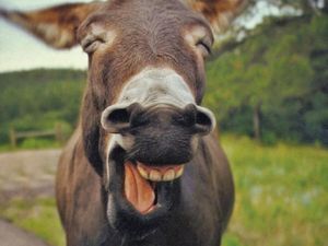 Hey Kamu yang Lagi Murung! Coba Lihat Foto Ini Deh